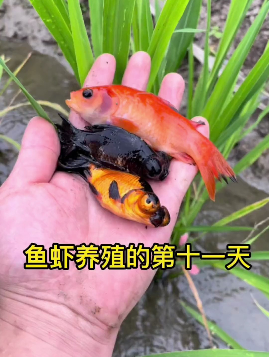 今天又抓到了这么多好看的金鱼