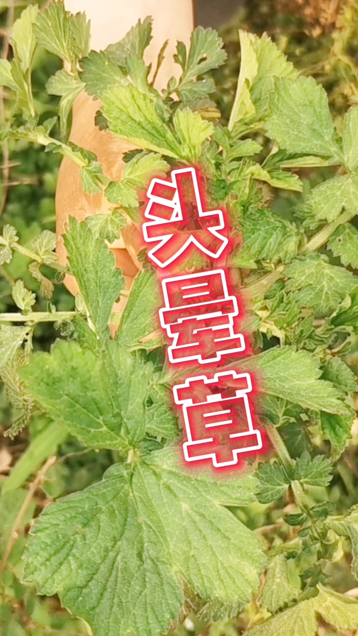 贵州一种叫做头晕草的植物,药用价值很高,不知道有多少人认识呢?