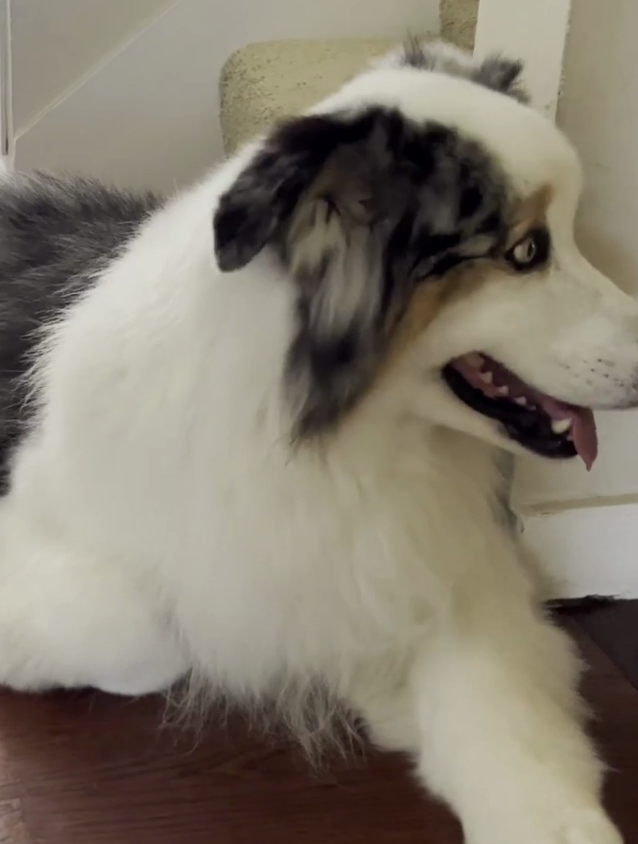 边牧犬性格温顺吗?边牧有哪些性格特点
