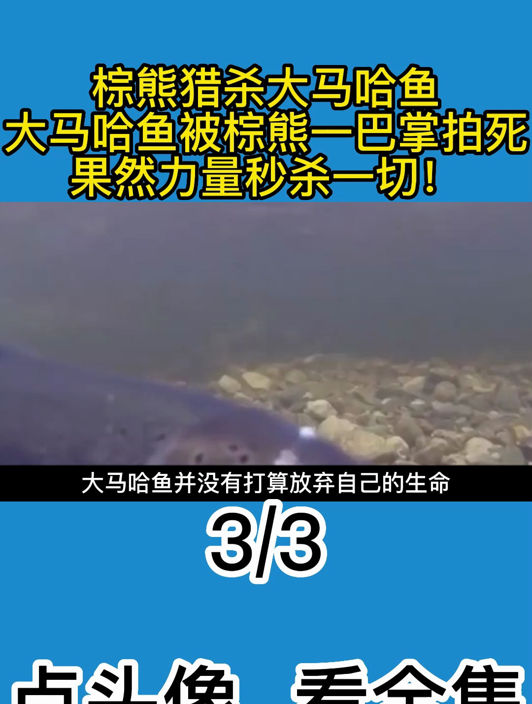 棕熊猎杀大马哈鱼,大马哈鱼被棕熊一巴掌拍死,果然力量秒杀一切
