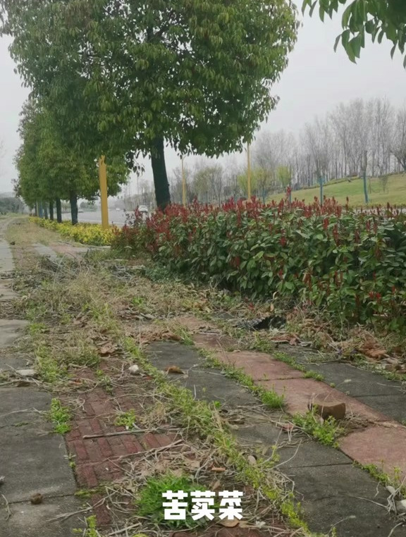 苦荬菜 每天认识一种中药材,今天认识一下苦荬菜