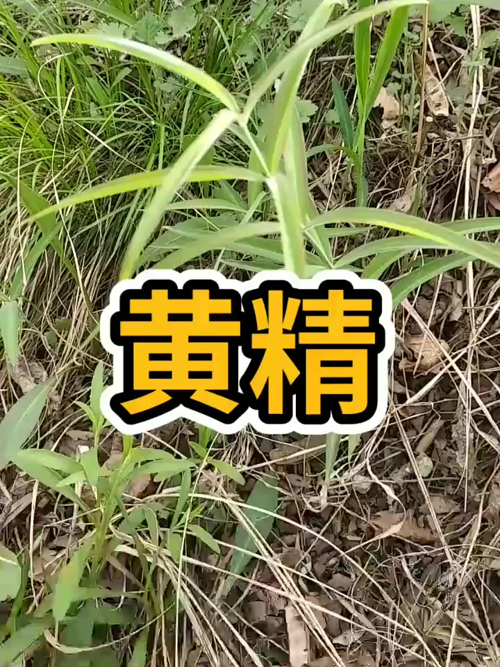 黄精又名:鸡头黄精、黄鸡菜、笔管菜、爪子参、老虎姜、鸡爪参