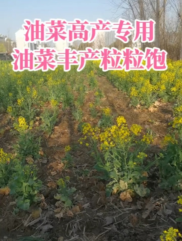 油菜丰产粒粒饱,油菜高产专用!籽粒饱满!生根又壮苗!