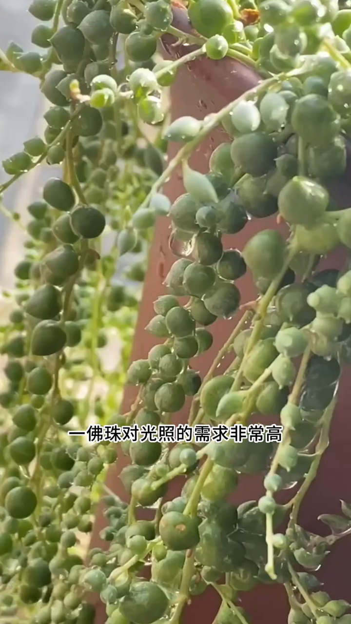 翠绿莹亮的多肉佛珠,这样养,给你一帘绿色的瀑布!