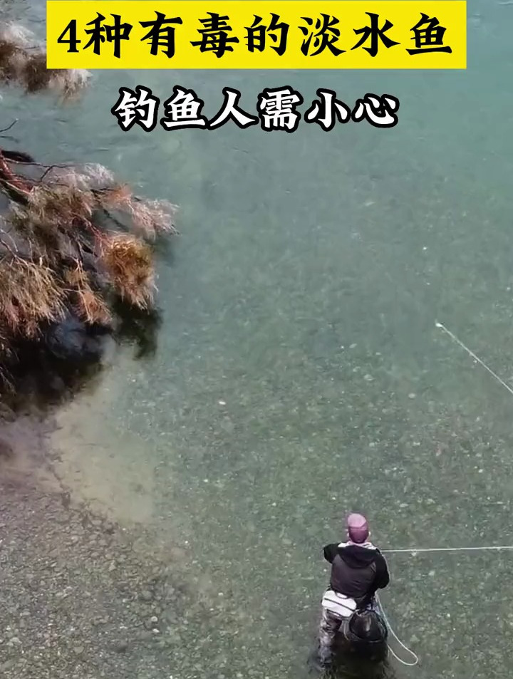 四种有毒的淡水鱼,钓鱼人碰到了一定要小心