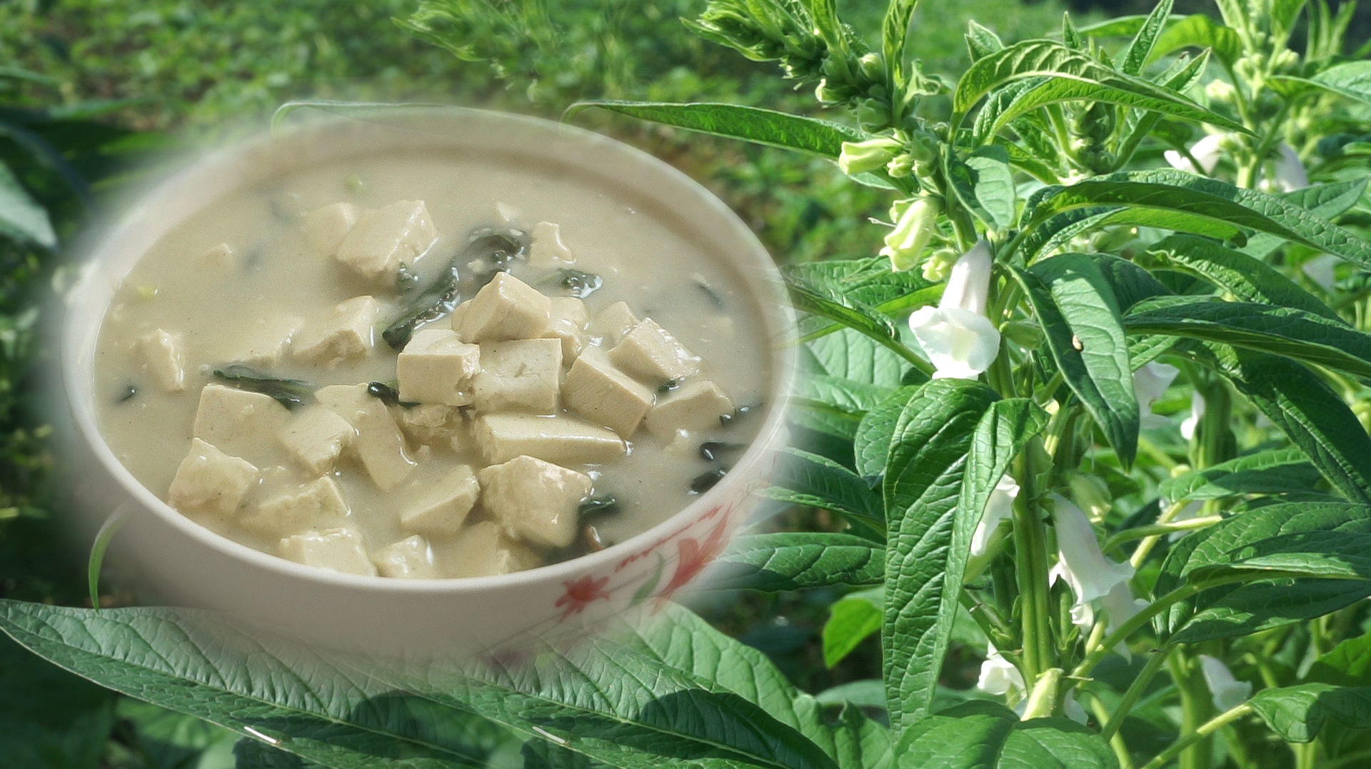 芝麻叶和豆腐做一道河南地方菜,媳妇说厨艺越来越好,饭让我包了