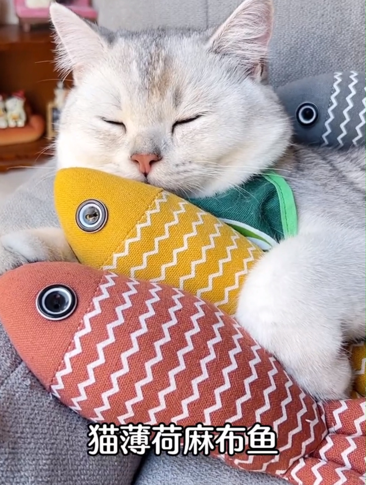 连摆烂的小猫咪都爱玩的猫薄荷鱼,真的有这么厉害吗?