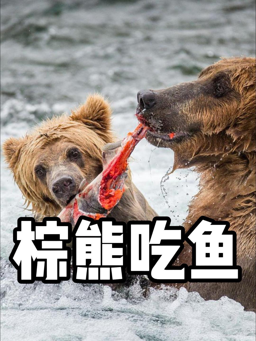 每年洄游产卵的鲑鱼,是大自然富裕棕熊的盛宴!