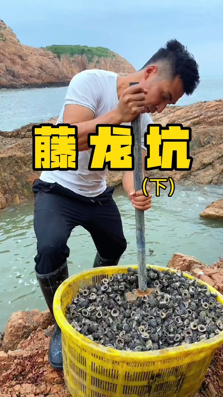 赶海兄弟用一筐的藤壶打窝,抽干海坑,换回满坑的鱼货(下)