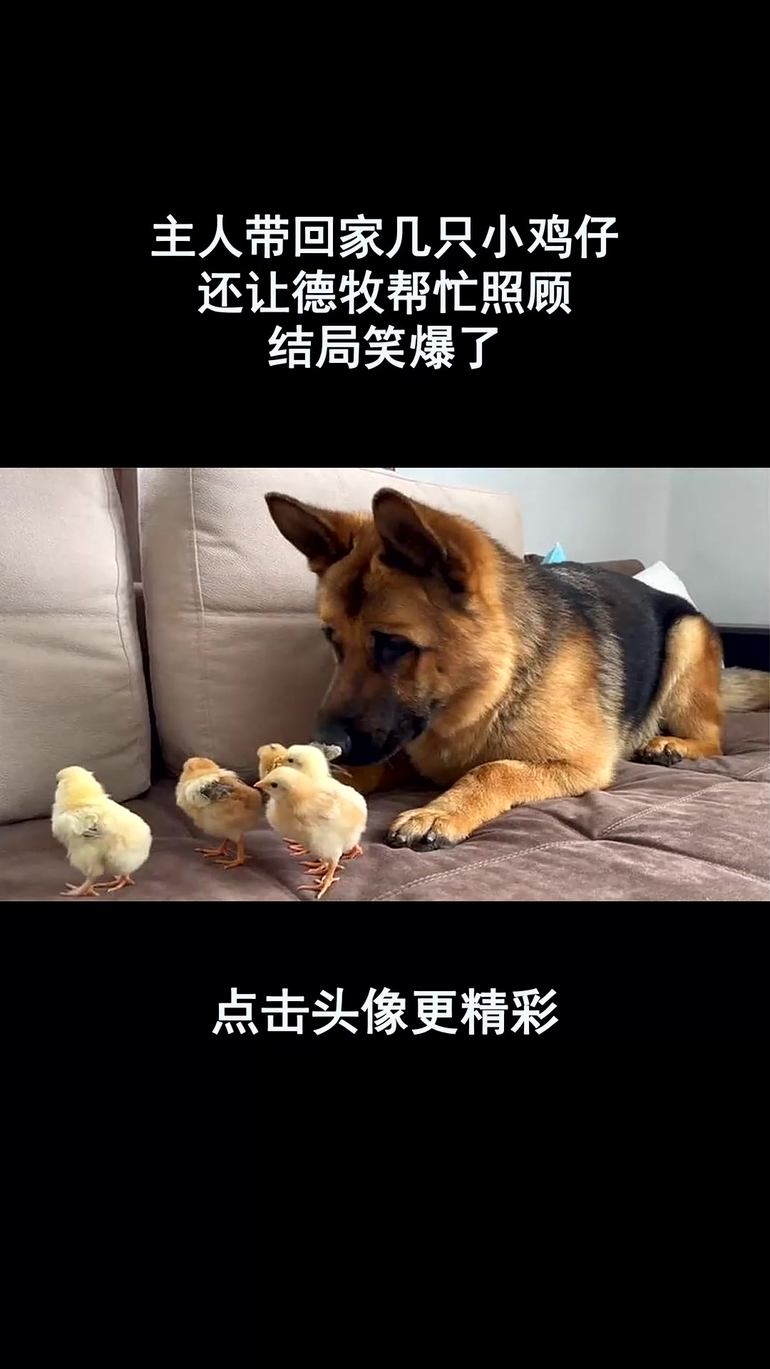 主人带回家几只小鸡仔,还让德牧帮忙照顾,结局笑爆了