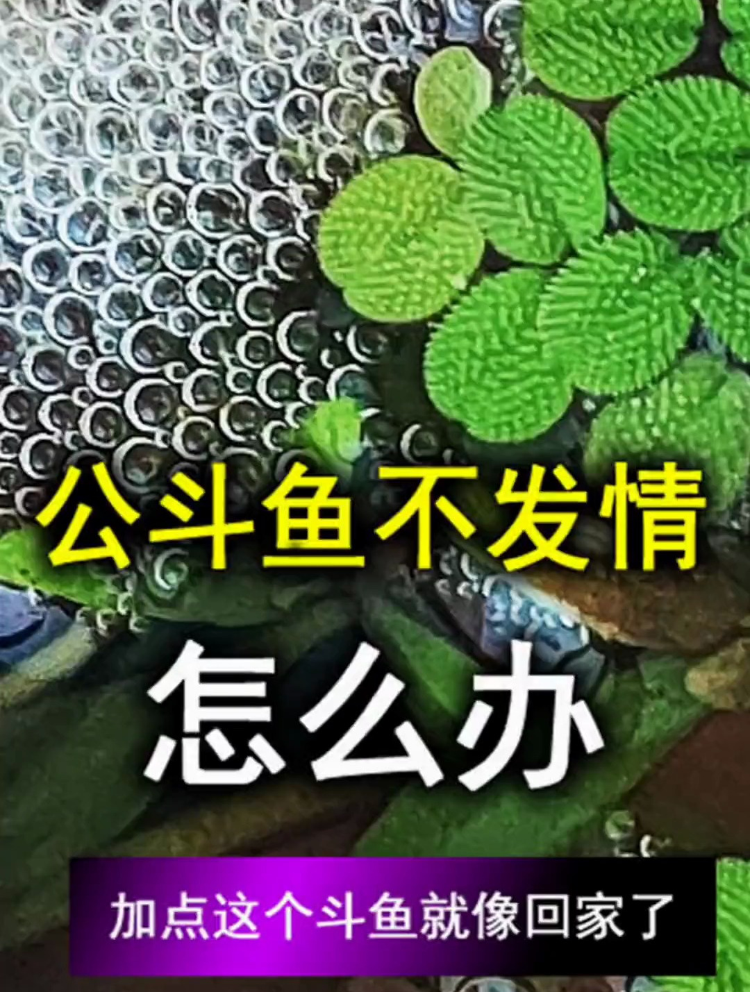 公斗鱼不发情,不吐泡泡怎么办,加点这个,大几率发情