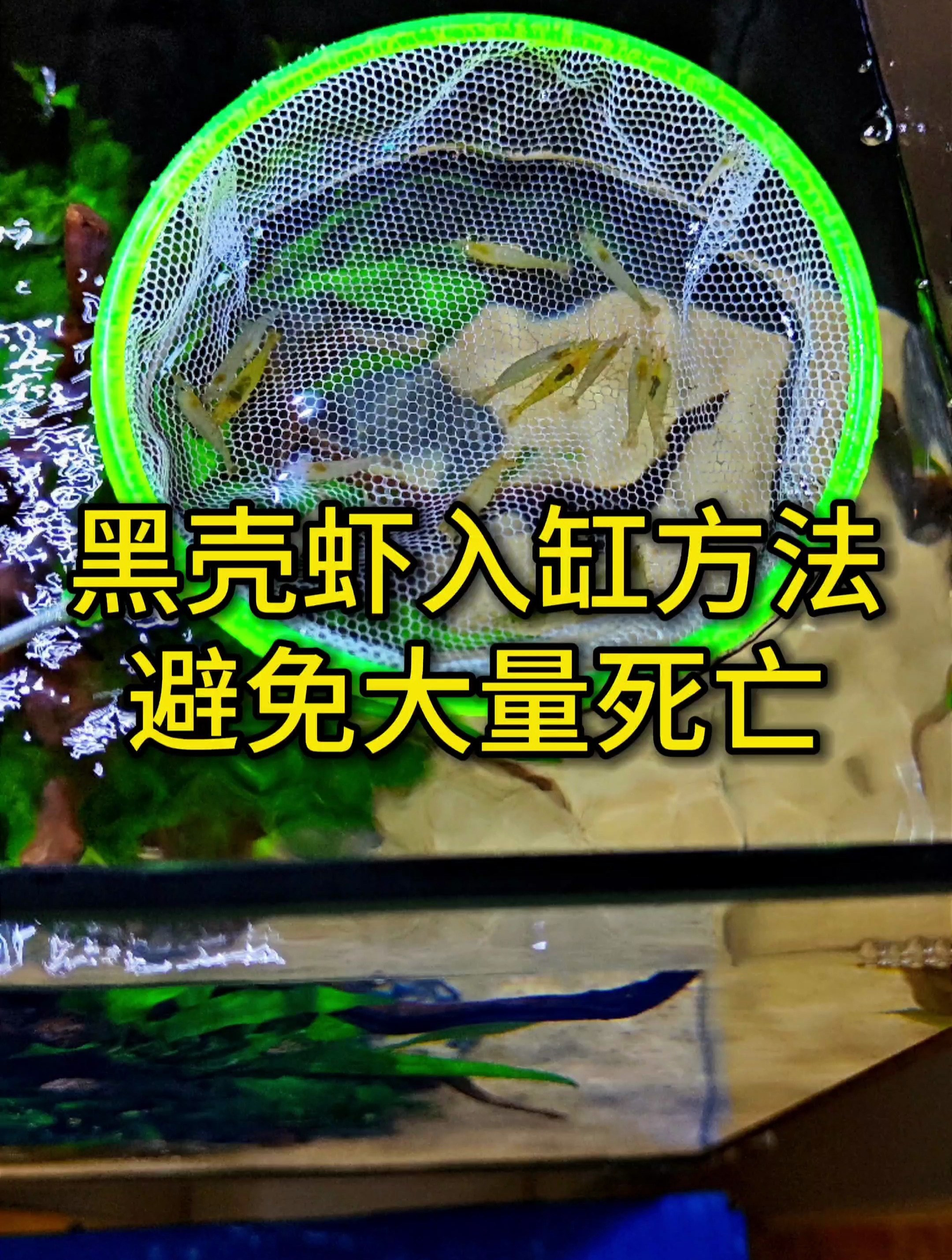黑壳虾入缸后持续出现死亡啥原因?是你入缸方法不对