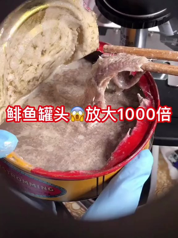 显微放大鲱鱼罐头,世界最臭,我的天,都是细菌