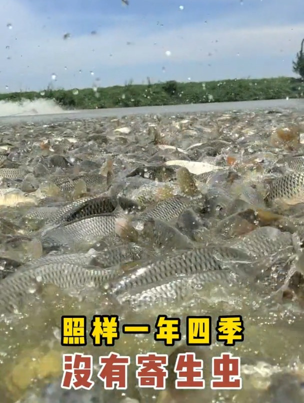 处理虫就用红点净虫水产养殖寄生虫鱼耀四大家鱼养殖