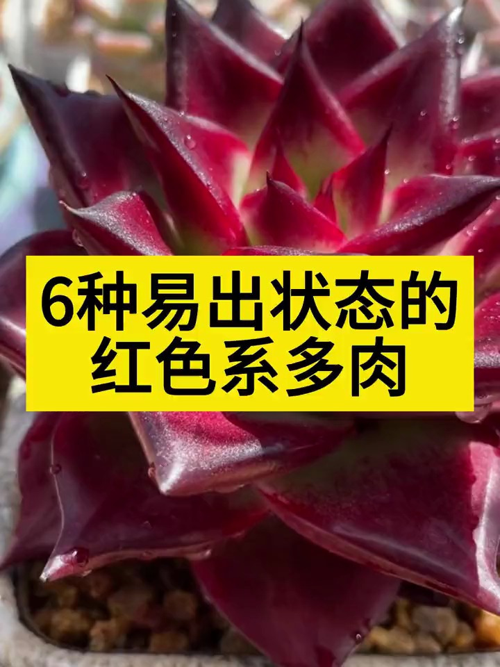 六种易出状态的红色系多肉