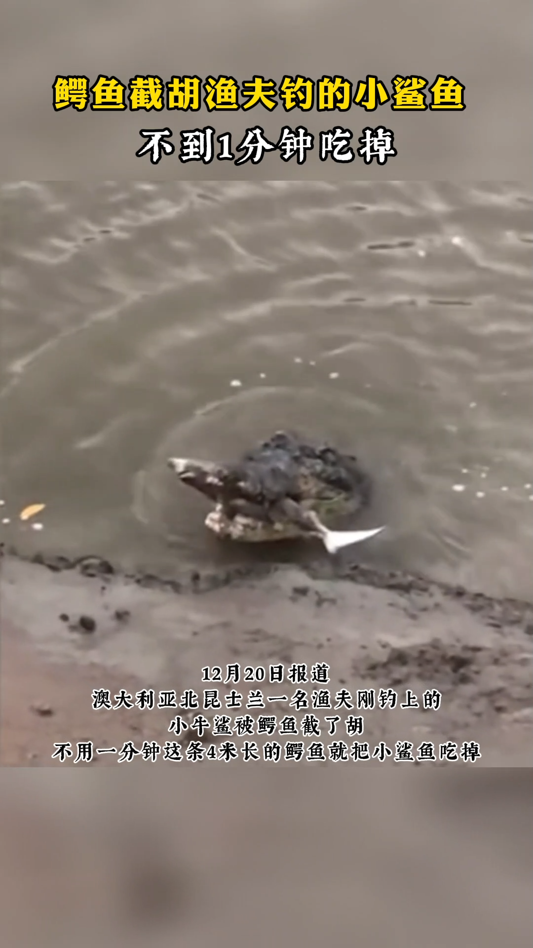 鳄鱼截胡渔夫钓的小鲨鱼 鳄鱼 小鲨鱼 被截胡了
