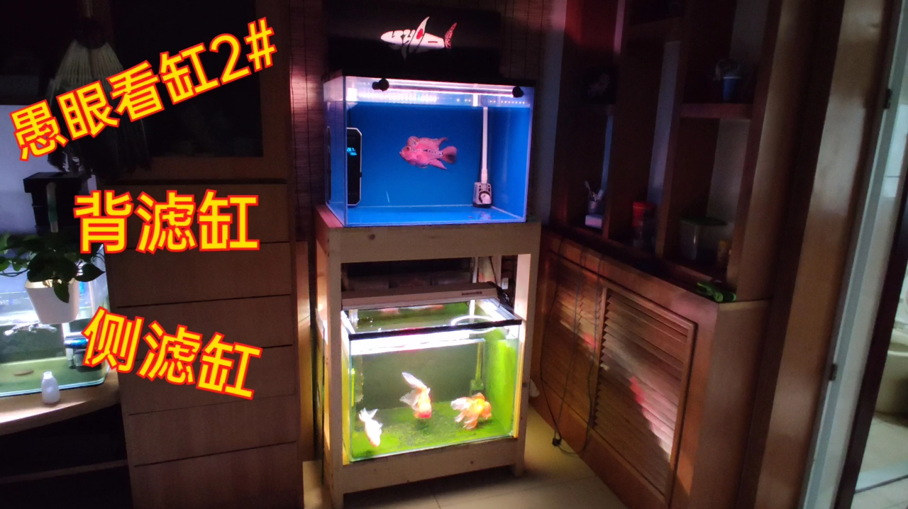 愚眼看缸2 之背滤侧滤鱼缸,美观与高效的取舍,缸无良莠重在适合