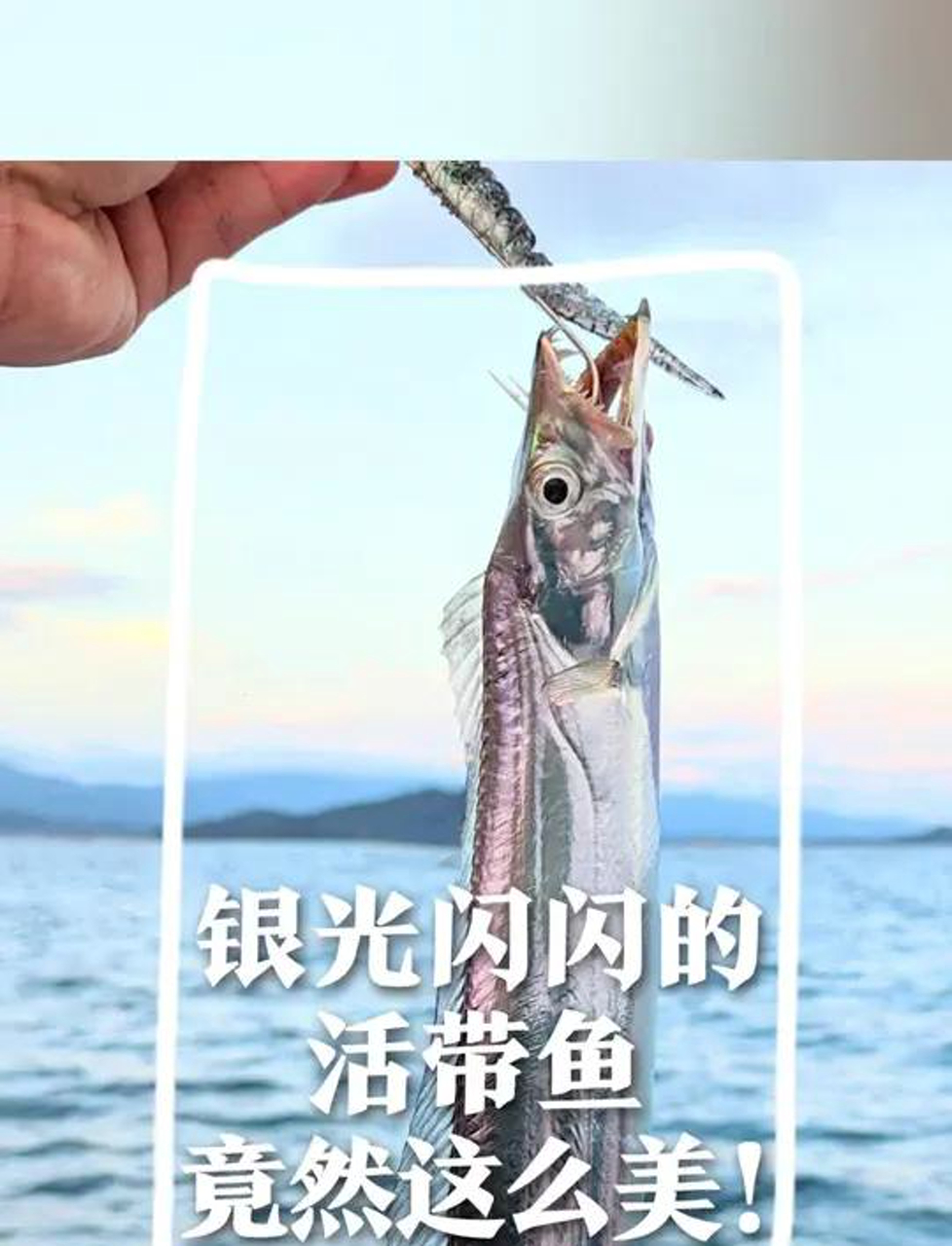 这带鱼亮闪闪的,上桌前活蹦乱跳,美极了!