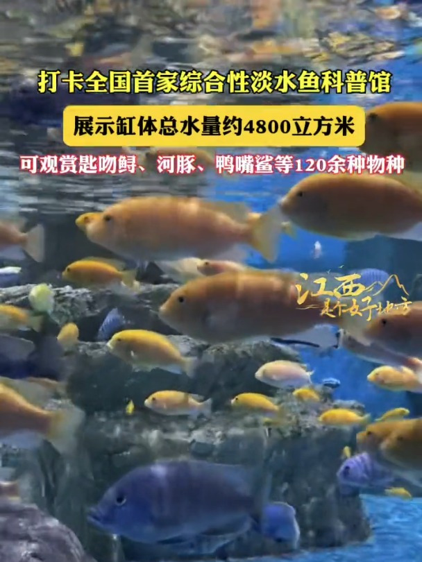 万千气象看江西丨打卡全国首家综合性淡水鱼科普馆。#万千气象