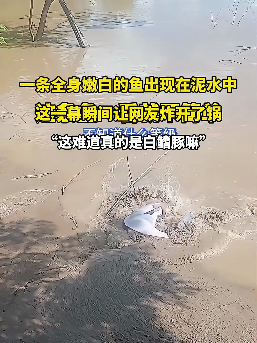 一条全身嫩白的鱼出现在泥水中，这一幕瞬间让网友炸开了锅