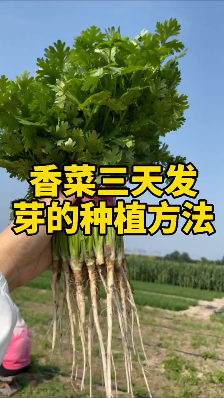 香菜三天发芽的详细种植方法