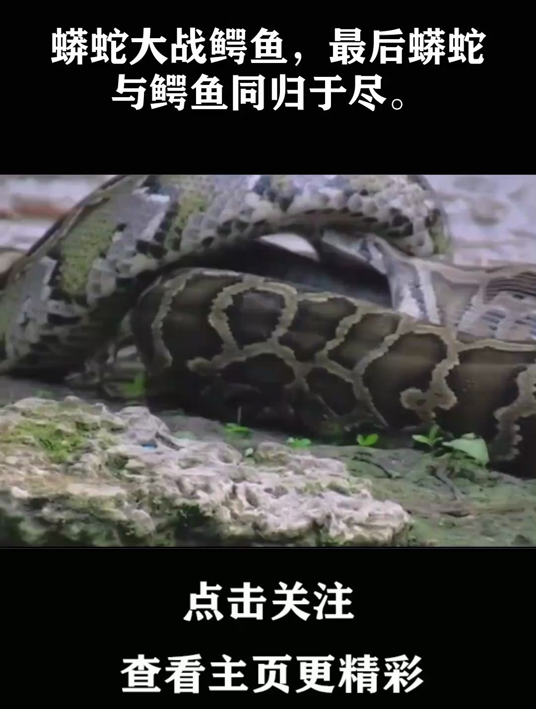 蟒蛇大战鳄鱼,最后蟒蛇与鳄鱼同归于尽