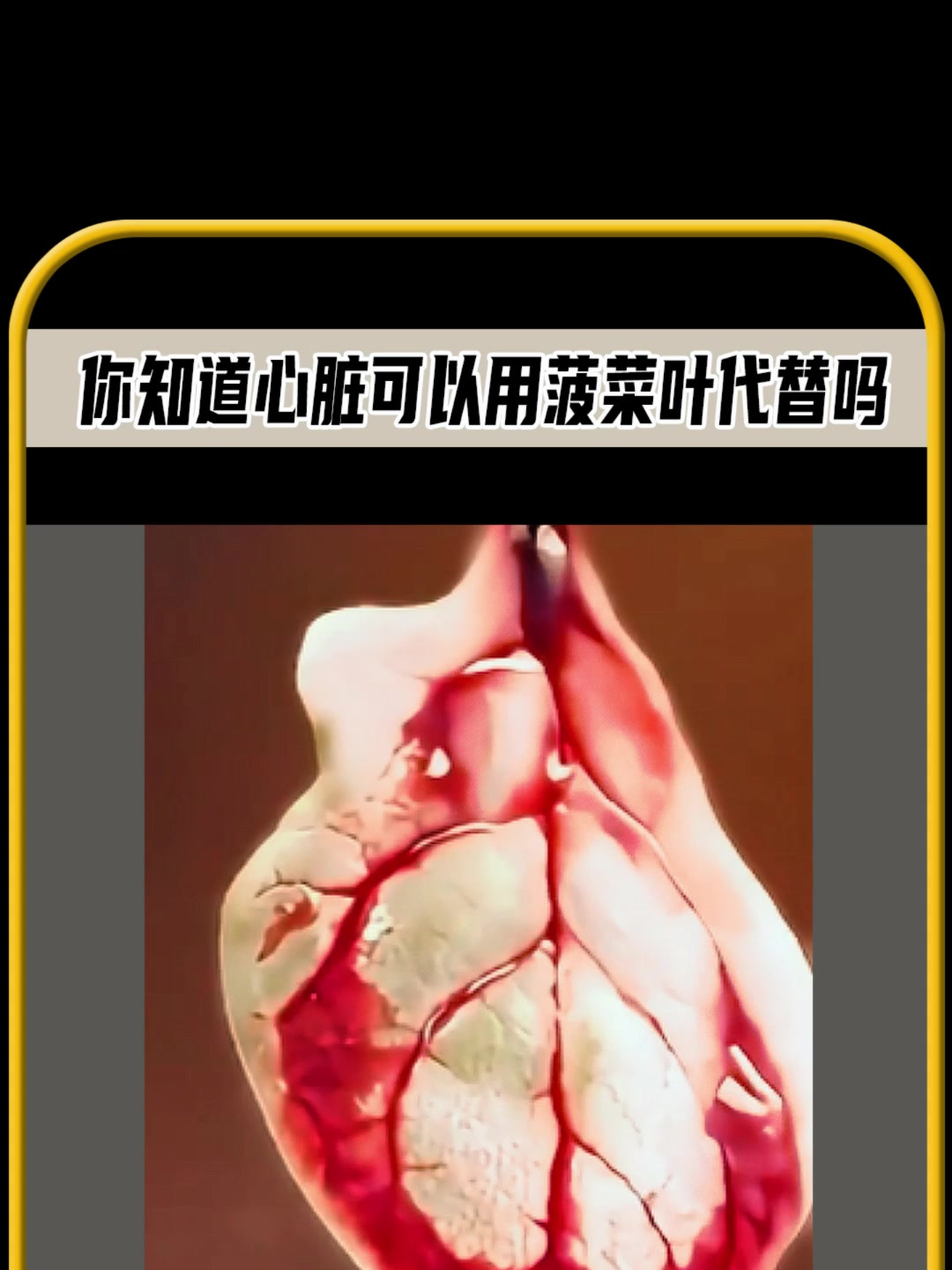 你知道菠菜叶心脏吗,简直难以想象,值得一看
