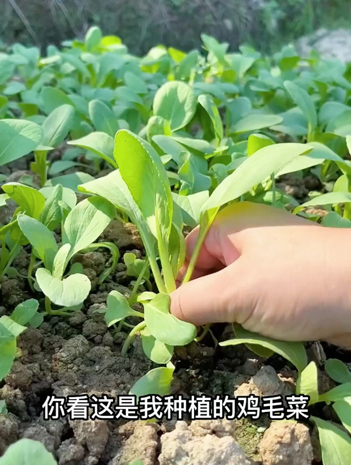 本以为baby种鸡毛菜是假的,看到她晒出的照片后,瞬间被打脸!