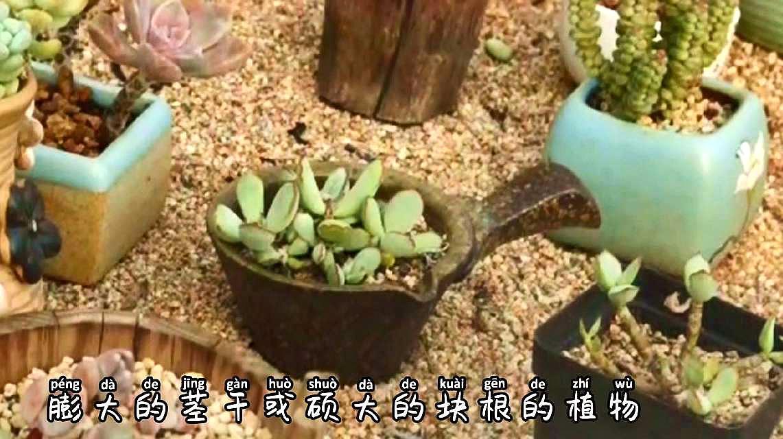 [图]人人都爱多肉植物,你真的了解多肉植物么?一起来认识一下多肉吧