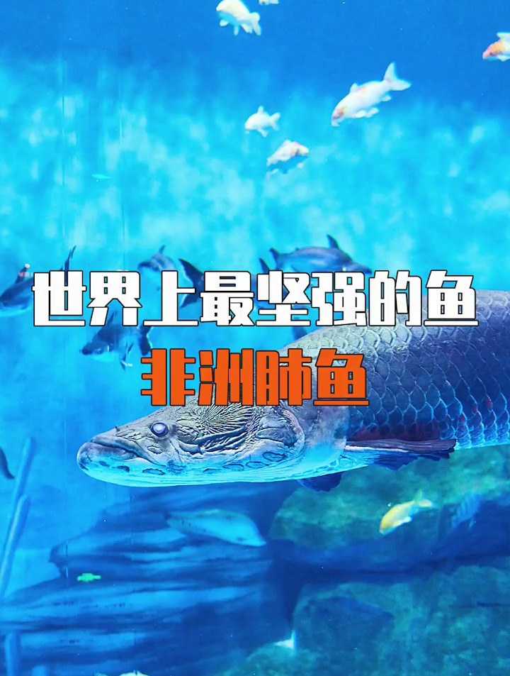 世界上最可怕的鱼,非洲肺鱼,它的生存能力可怕到恐怖