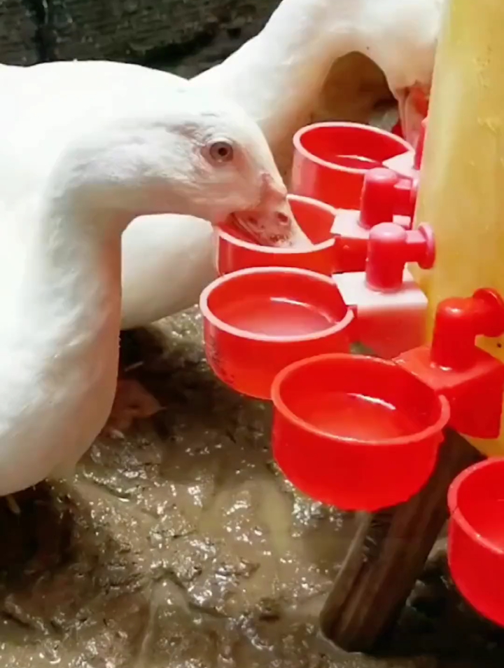 鸡用自动饮水器鸡鸭鸽子饮水碗喝水碗雏鸡鸟用饮水器鸡鹌鹑饮水器