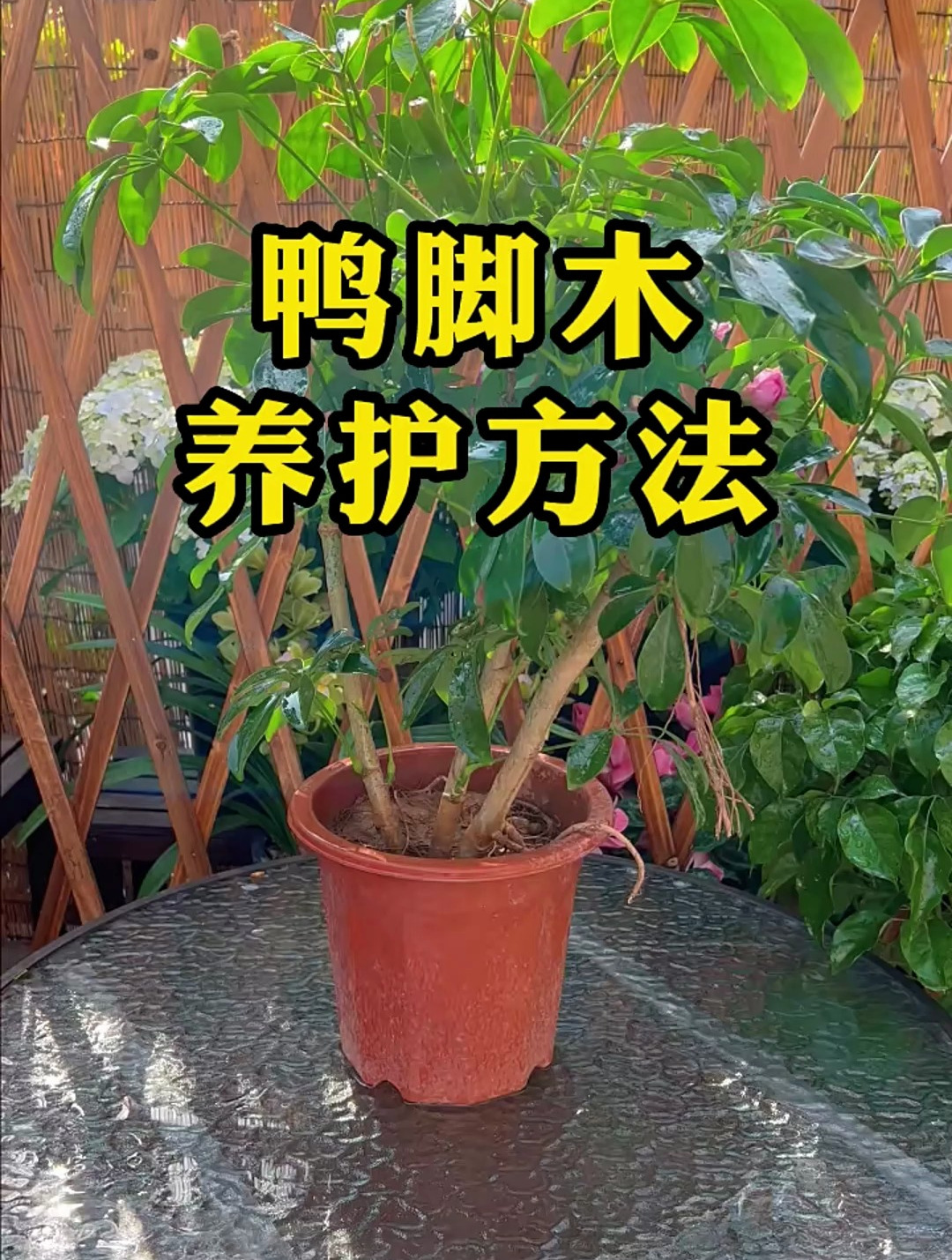 鸭脚木的养护方法