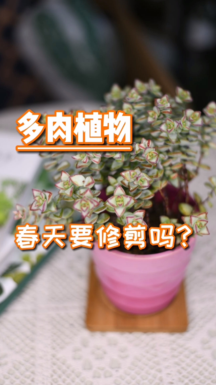 春天到了,多肉植物该修剪吗
