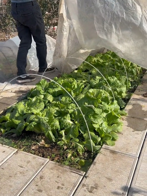 文案你们来吧!我的小菜园关注我一起学种菜我爱种菜田园生活