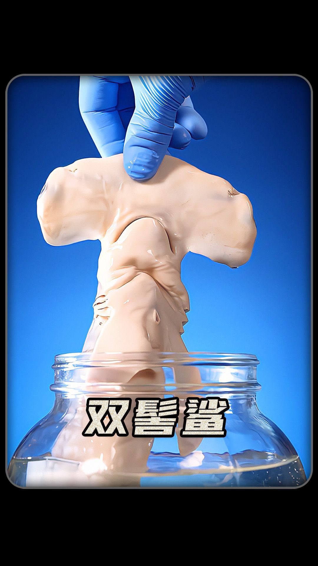 双髻鲨和其他鲨鱼的区别?