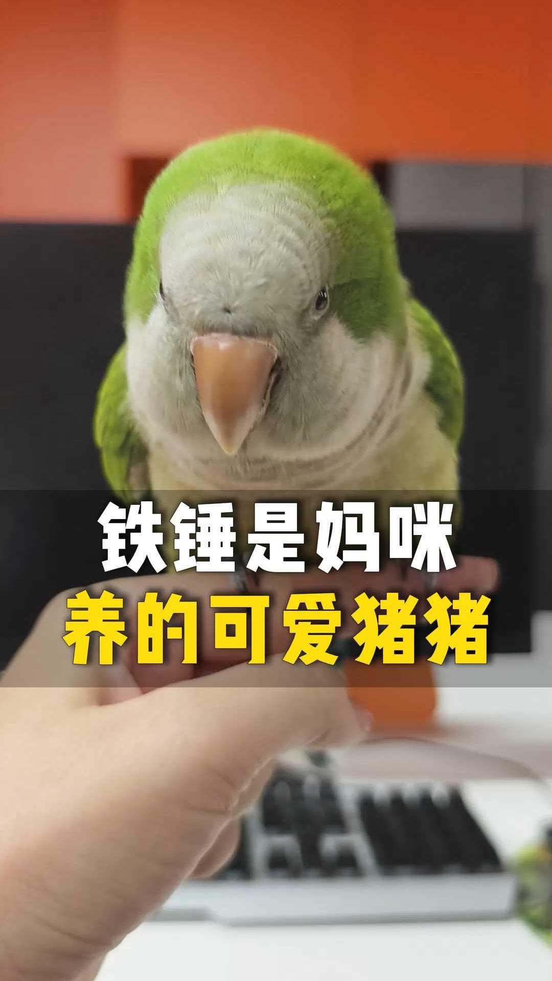 妈妈说我是猪!我就是妈妈养的抱抱猪!C