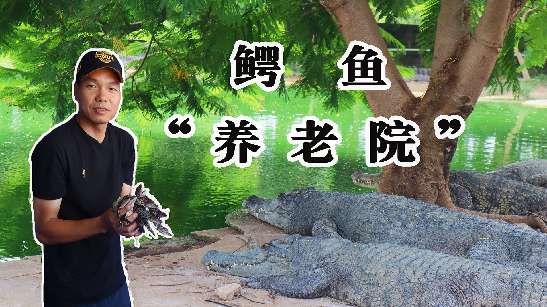 鳄鱼哥:带你走进鳄鱼生态养殖基地 见识国内少有的鳄鱼产业链