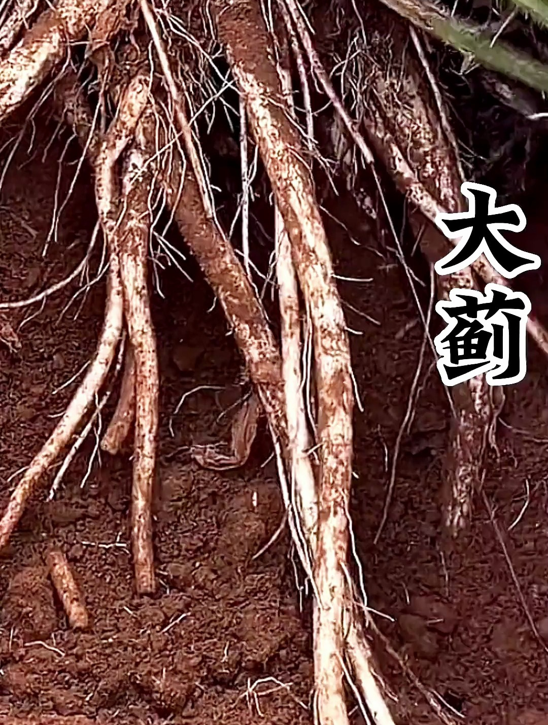 大蓟也叫鸡刺根,你们认识吗