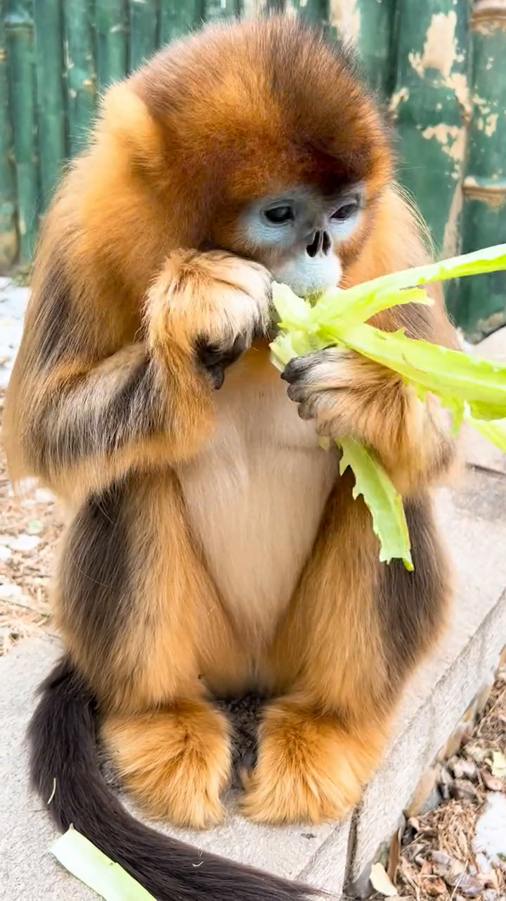 凤九:多吃蔬菜身体好