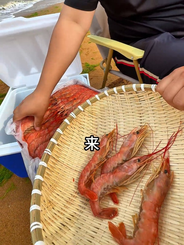 阿根廷红虾 八大名虾之一 来自南极圈的自然风情