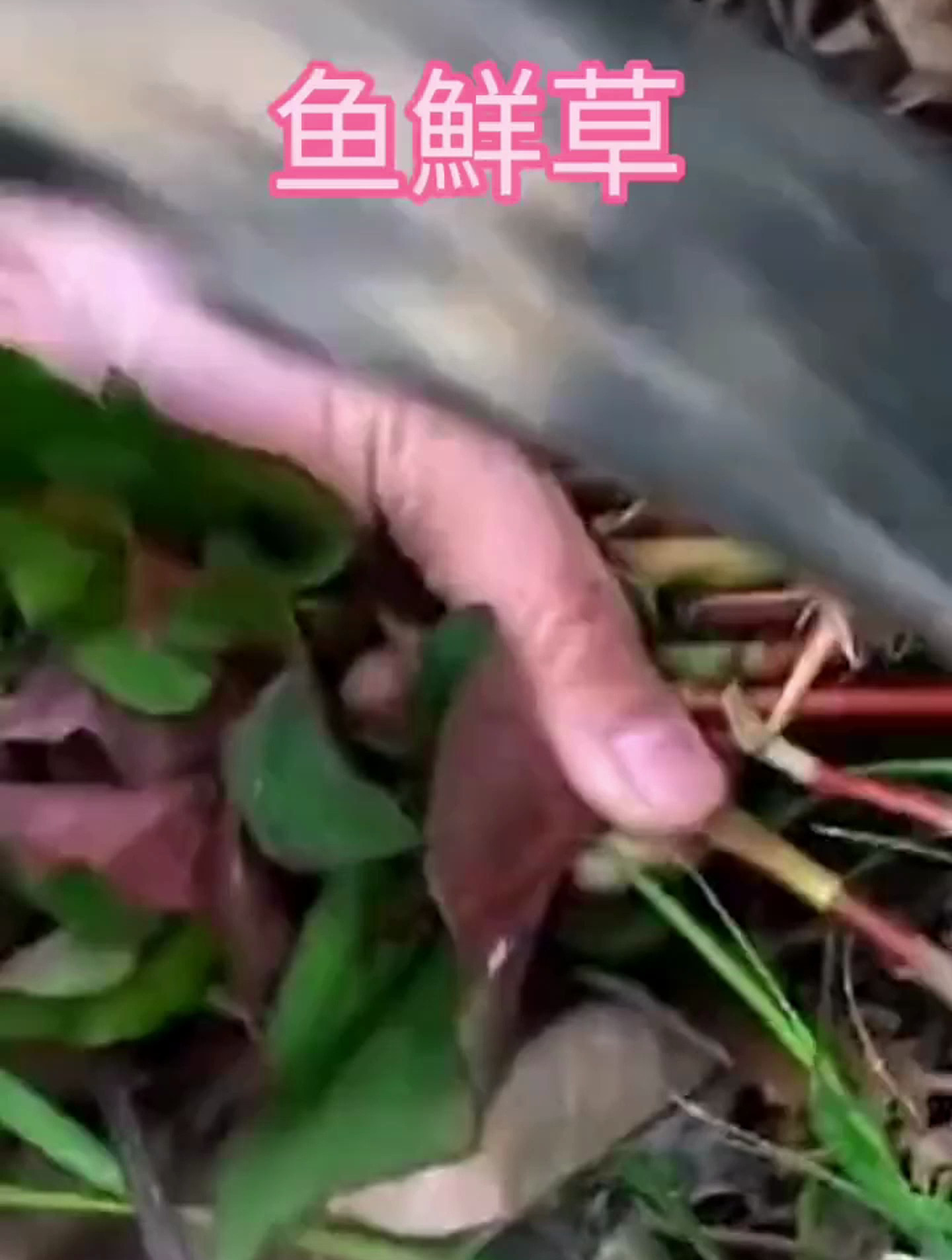 大家跟我来认识身边的植物吧 鱼鲜草