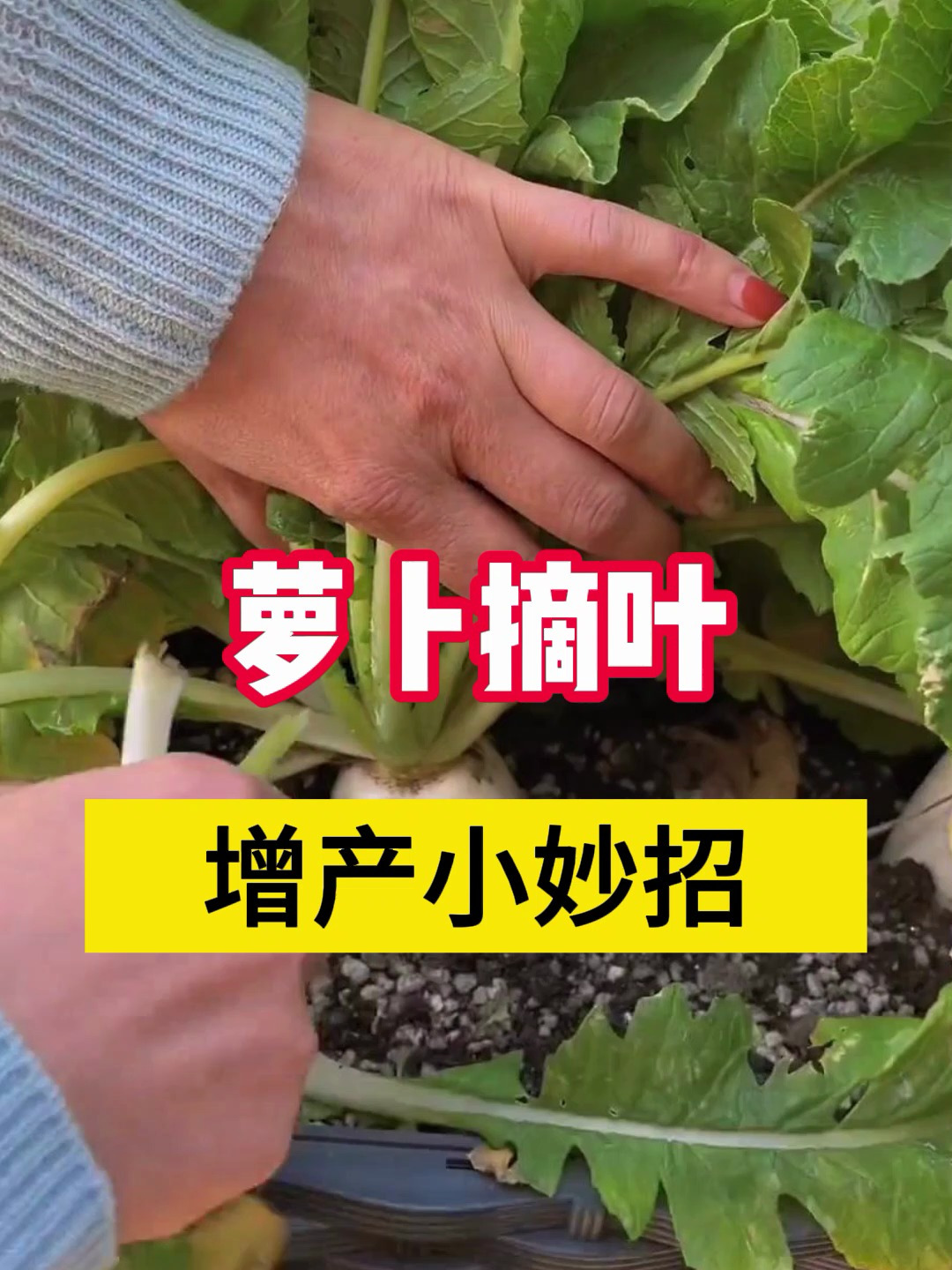 你种的萝卜打叶子了吗?