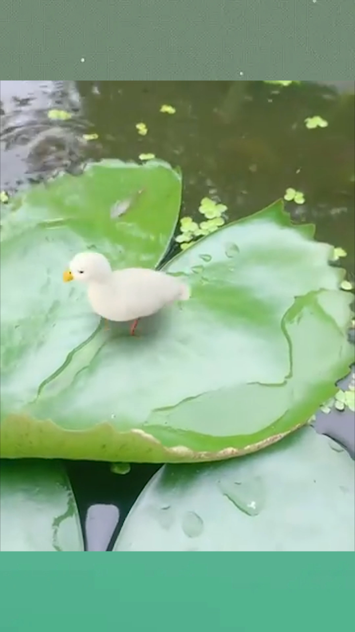 这是什么品种的鸭子,怎么会这么白,真是太不可思议了