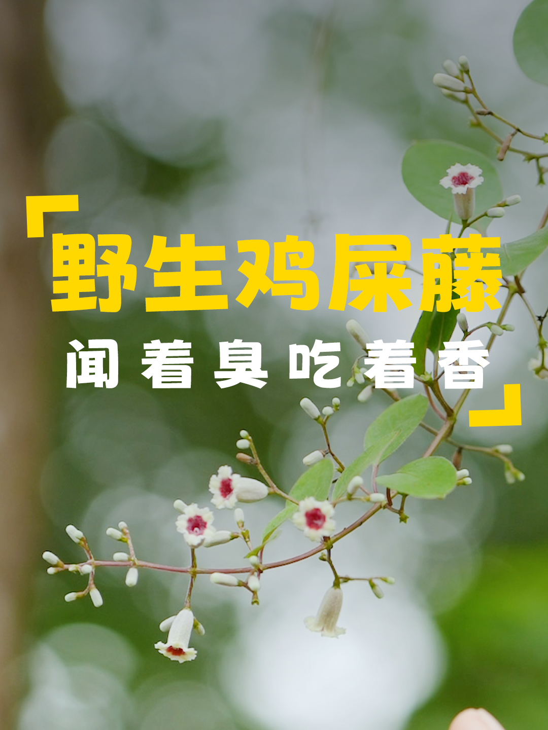 走进深山探寻鸡屎藤,虽名与味不佳,却是非遗美食,制成凉糕好吃