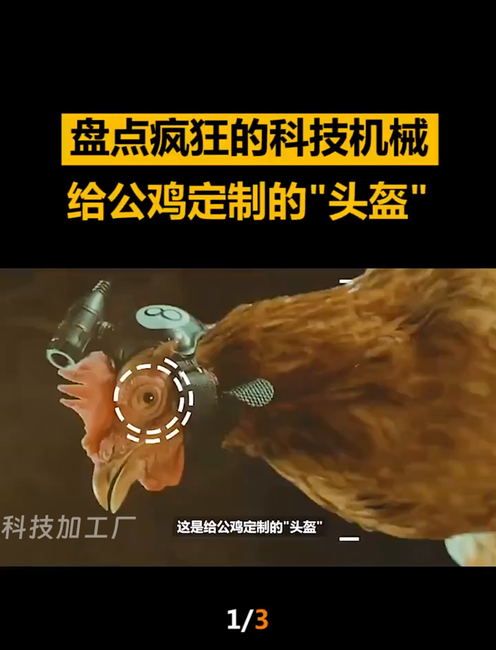 专为大公鸡设计的安全帽,戴上它骑车开船都不怕
