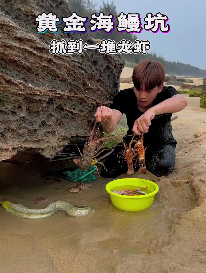 这样的黄金头海鳗鱼大家见过吗?