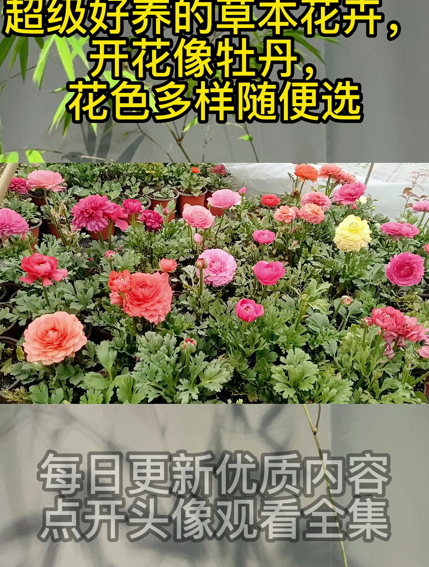 超级好养的草本花卉,开花像牡丹,花色多样随便选