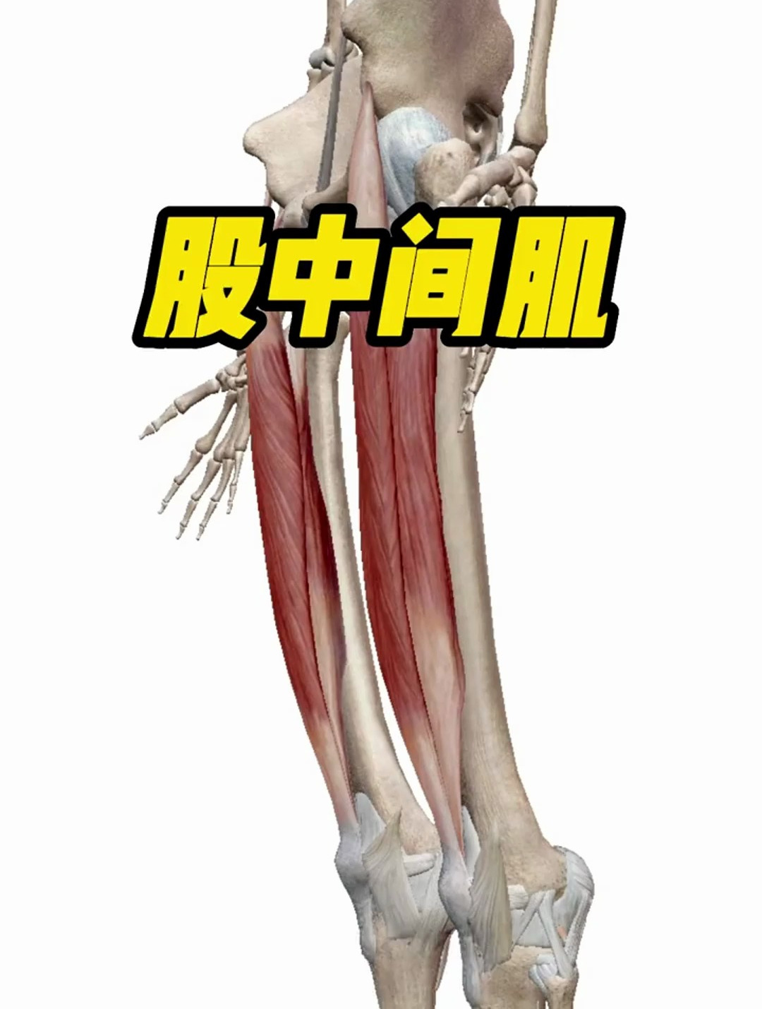 股中间肌能让我们的膝关节做伸直的动作