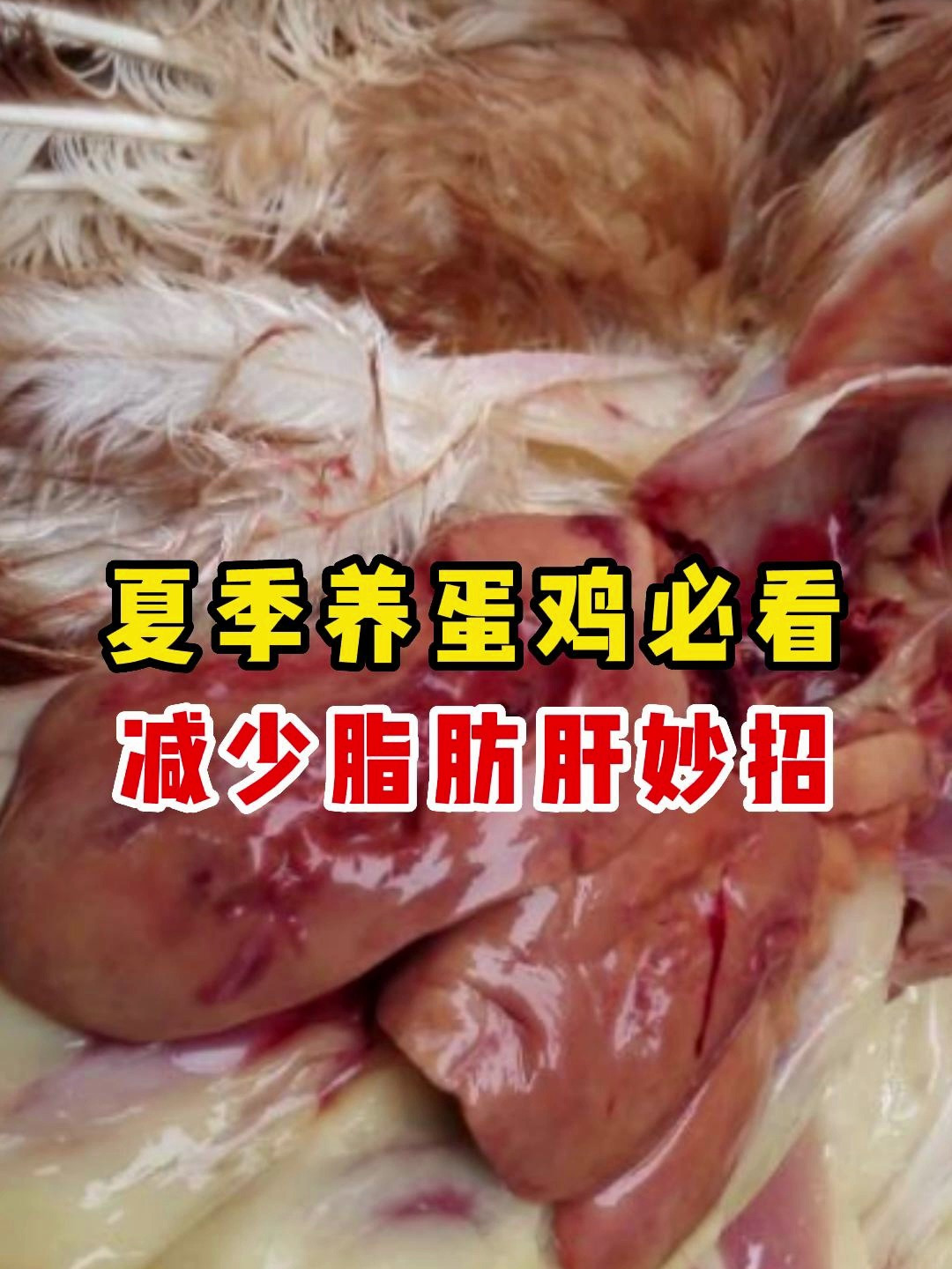 夏季养蛋鸡必看视频,减少蛋鸡脂肪肝发病的妙招!