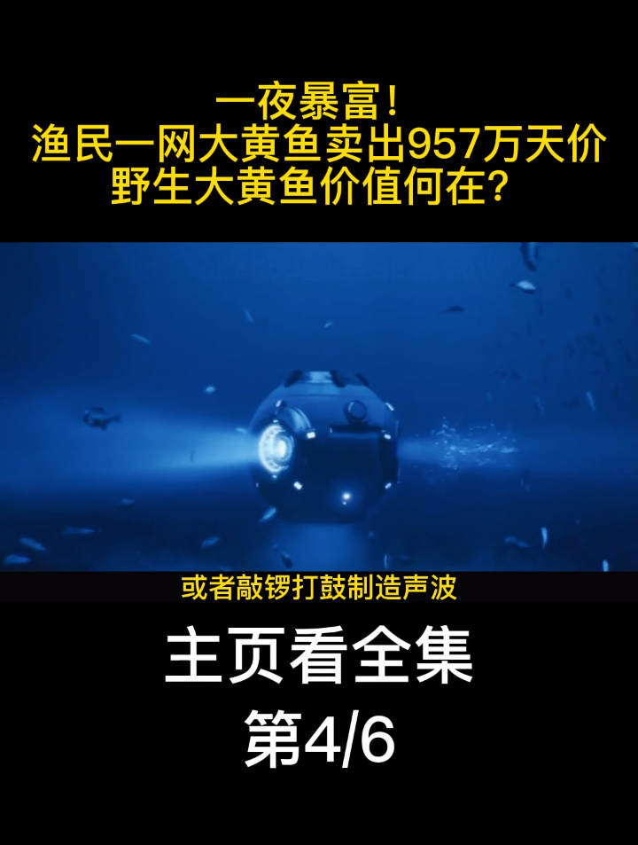 一夜暴富!渔民一网大黄鱼卖出957万天价,野生大黄鱼价值何在?4